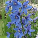 Delphinium x belladonna 'bleu gentiane' fleur